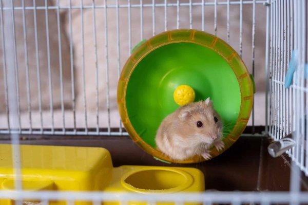 How to choose the right exercise wheel for your hamster?