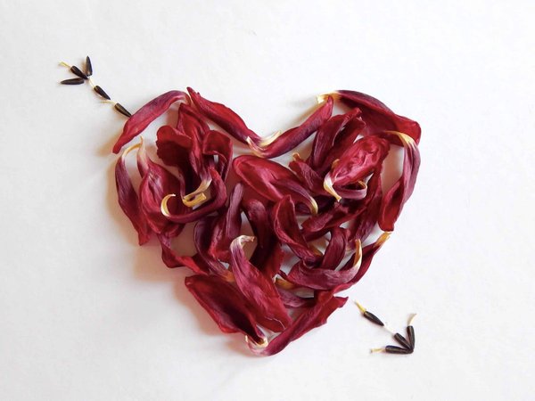 Why do dogs love to fetch?